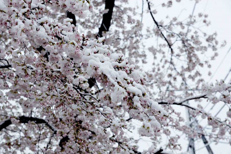 anh đào trong tuyết